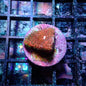 WYSIWYG Montipora Fairy Lights Frag (SPS)
