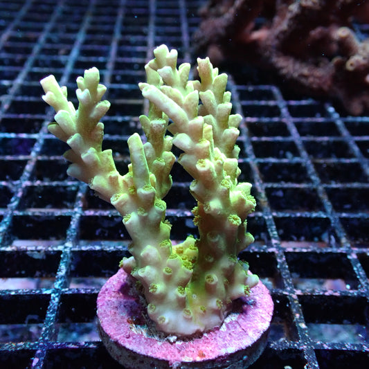 WYSIWYG Acropora Frag 2 (SPS)