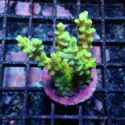 WYSIWYG Acropora Frag 2 (SPS)