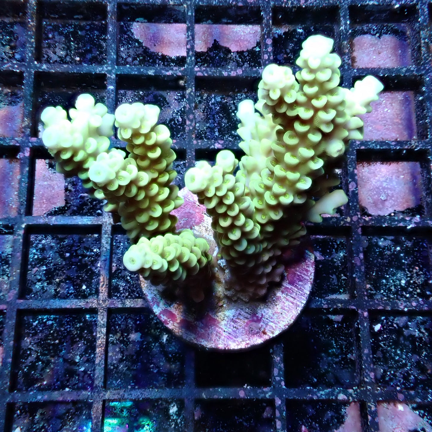 WYSIWYG Acropora Frag 1 (SPS)