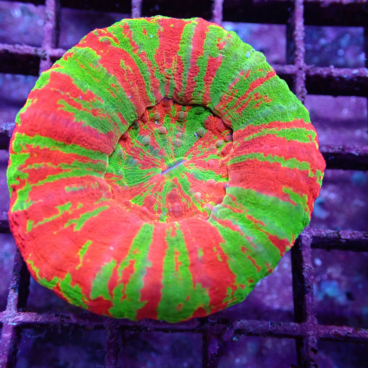 Doughnut Corals (Scolymia sp.)