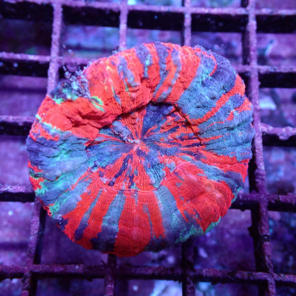 Doughnut Corals (Scolymia sp.)