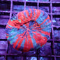 Doughnut Corals (Scolymia sp.)