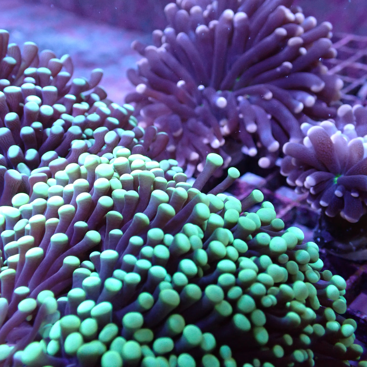 Torch Corals - Branching (Euphyllia glabrescens.)