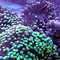 Torch Corals - Branching (Euphyllia glabrescens.)