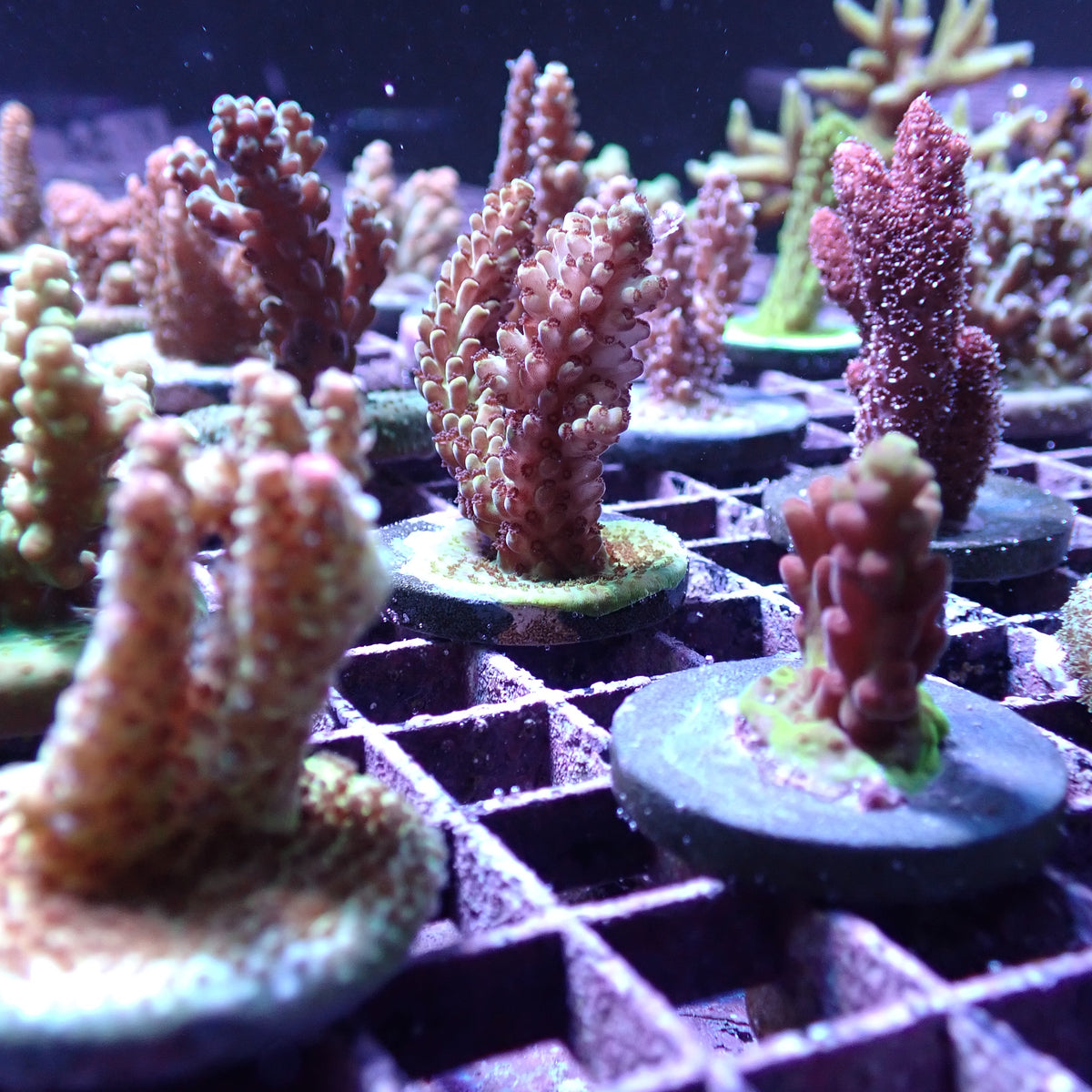 Acropora Frags [Wild & Captive]
