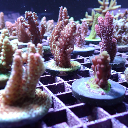 Acropora Frags [Wild & Captive]