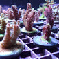 Acropora Frags [Wild & Captive]
