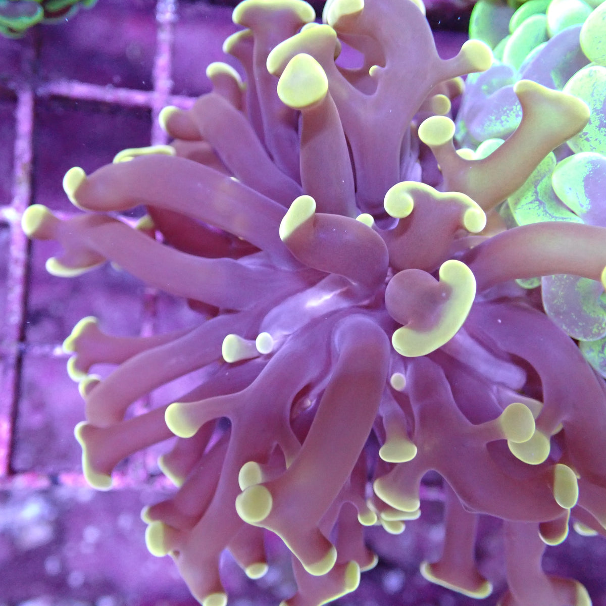 Hammer Coral - Walling (Fimbriaphyllia ancora)