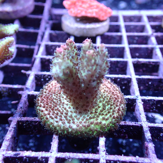WYSIWYG Acropora Frag Pink and Green (SPS)