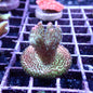 WYSIWYG Acropora Frag Pink and Green (SPS)