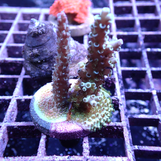 WYSIWYG Acropora Double Frag (SPS)