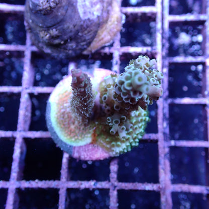 WYSIWYG Acropora Double Frag (SPS)