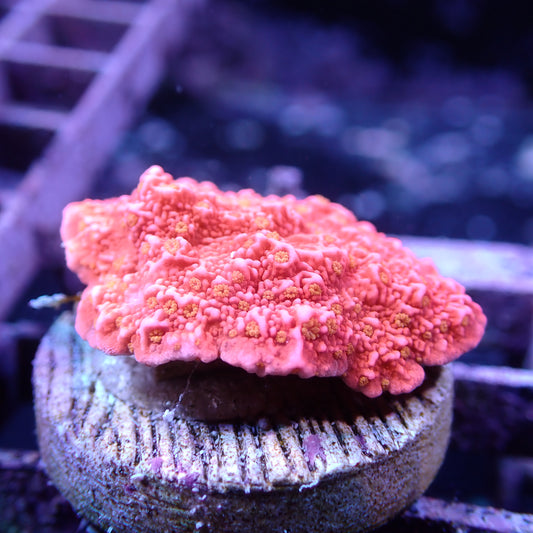 WYSIWYG Montipora Cap Sunfire (SPS)