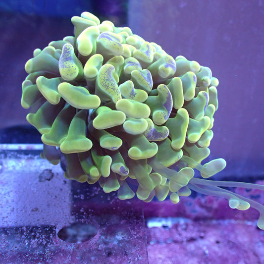WYSIWYG Fimbraiphyllia Paraancora Neon Pulse (LPS)