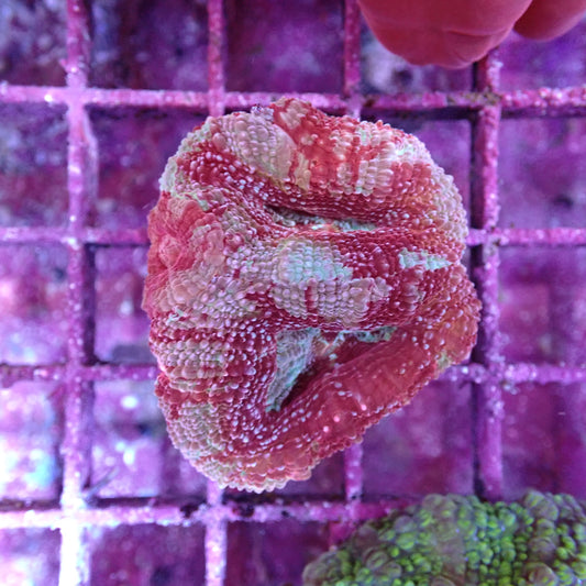 WYSIWYG MA Acanthastrea Bowerbanki
