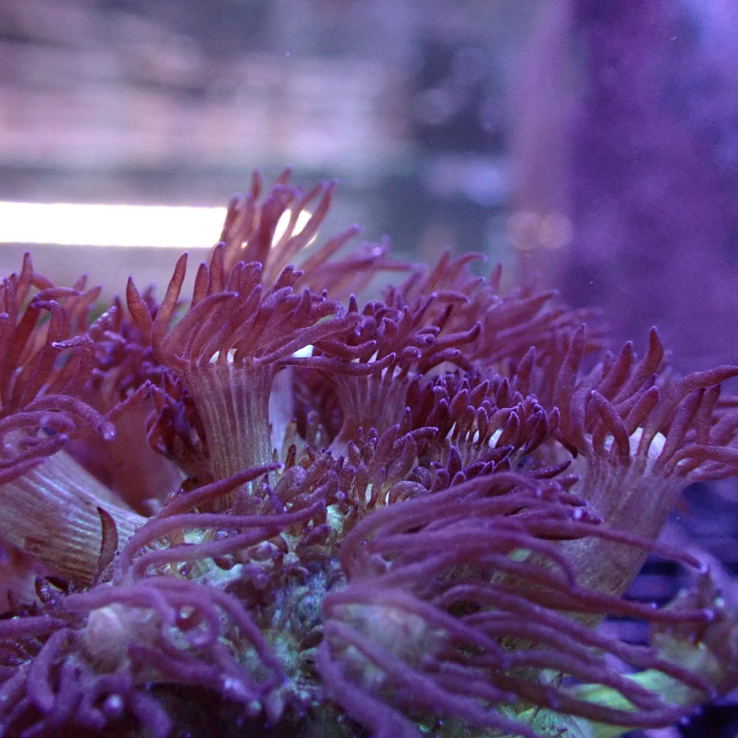 Flower Pot Corals (Goniopora, Alveopora, Bernardpora sp.)