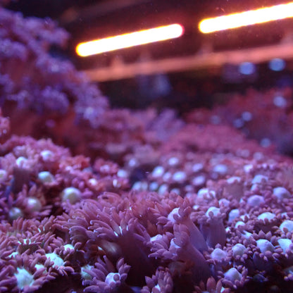 Flower Pot Corals (Goniopora, Alveopora, Bernardpora sp.)