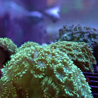 Flower Pot Corals (Goniopora, Alveopora, Bernardpora sp.)