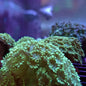 Flower Pot Corals (Goniopora, Alveopora, Bernardpora sp.)