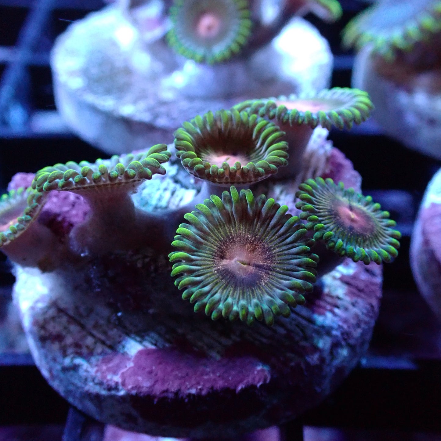 Zoanthid [Aquacultured]