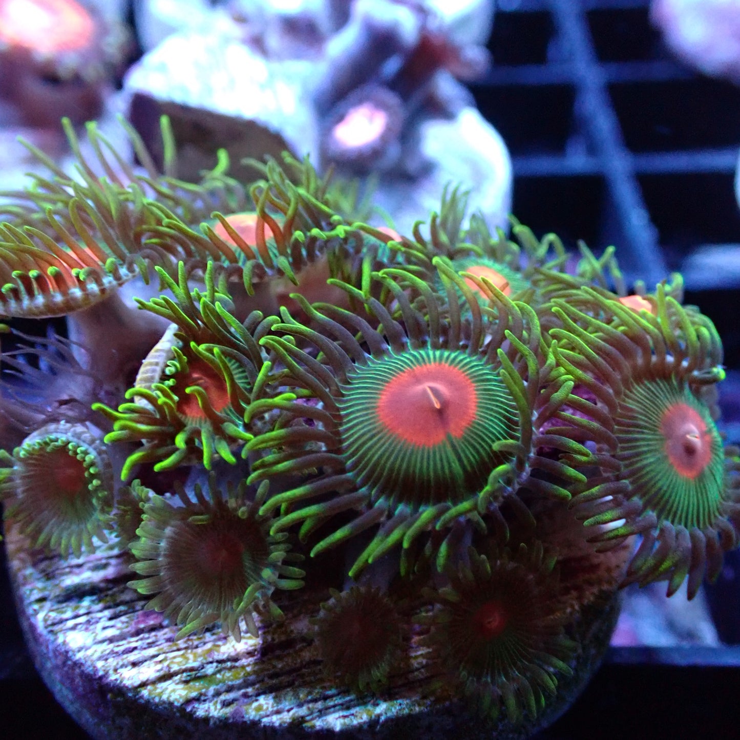 Zoanthid [Aquacultured]