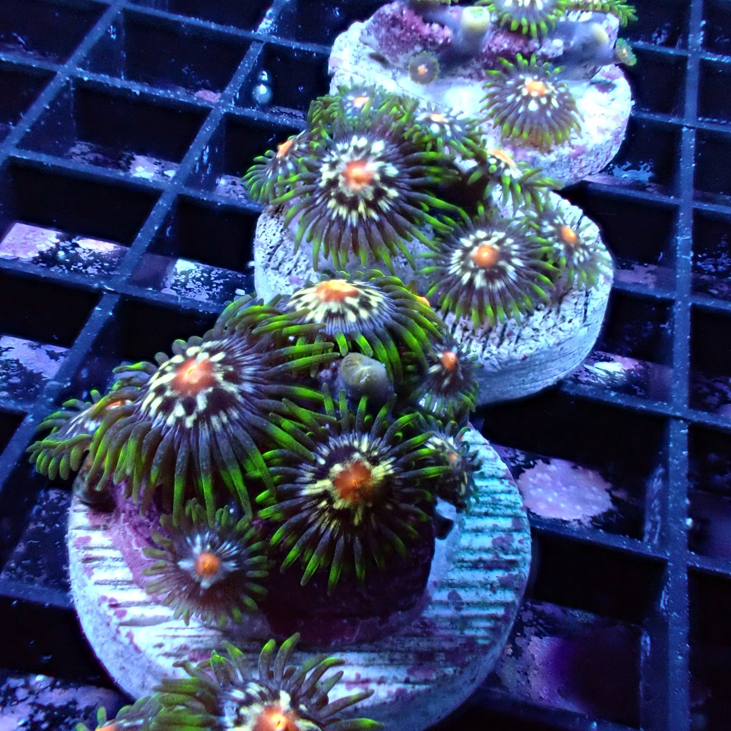 Zoanthid [Aquacultured]