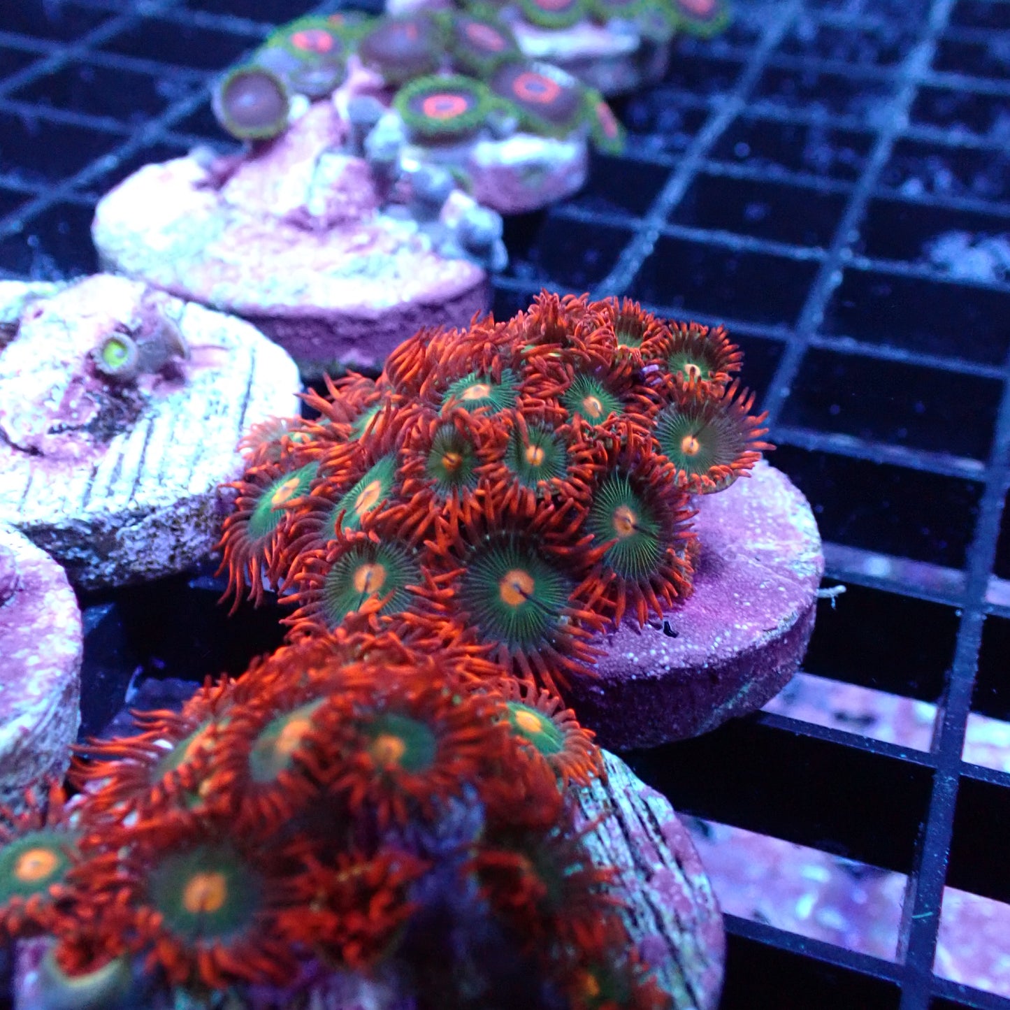 Zoanthid [Aquacultured]