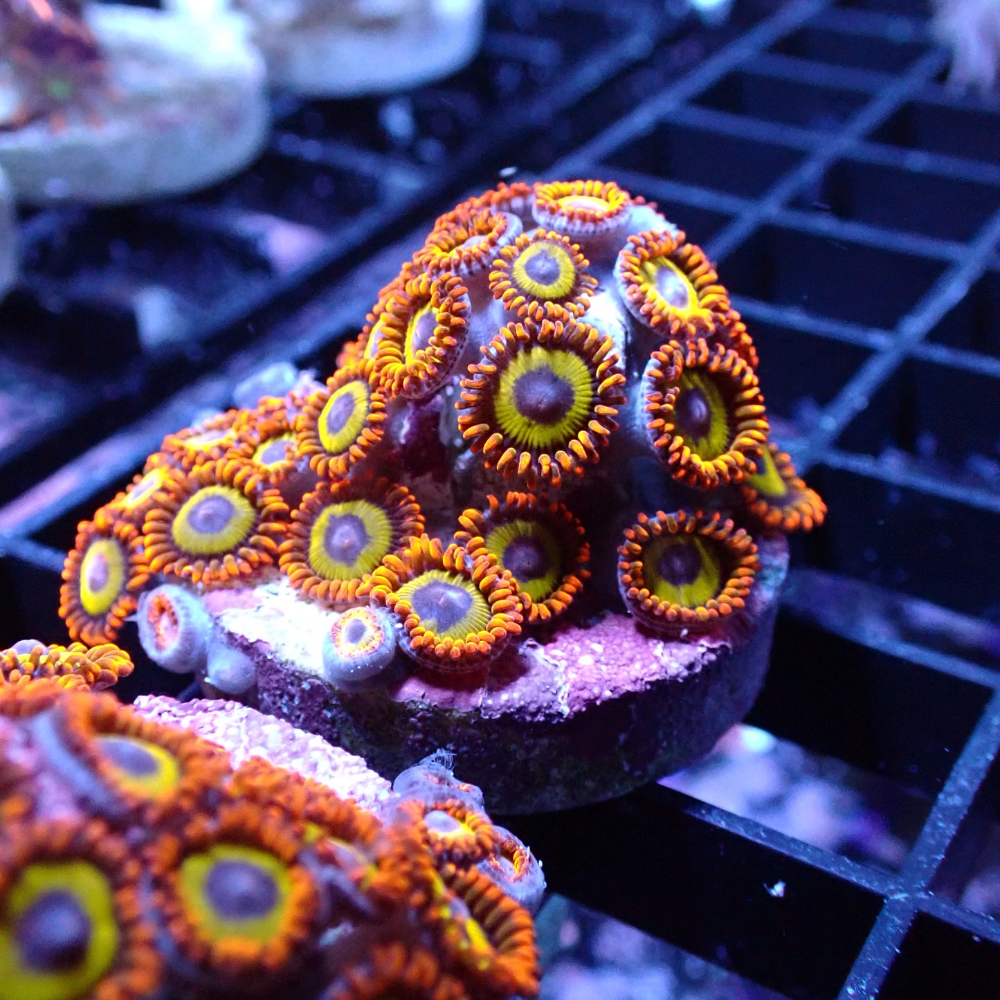 Zoanthid [Aquacultured]