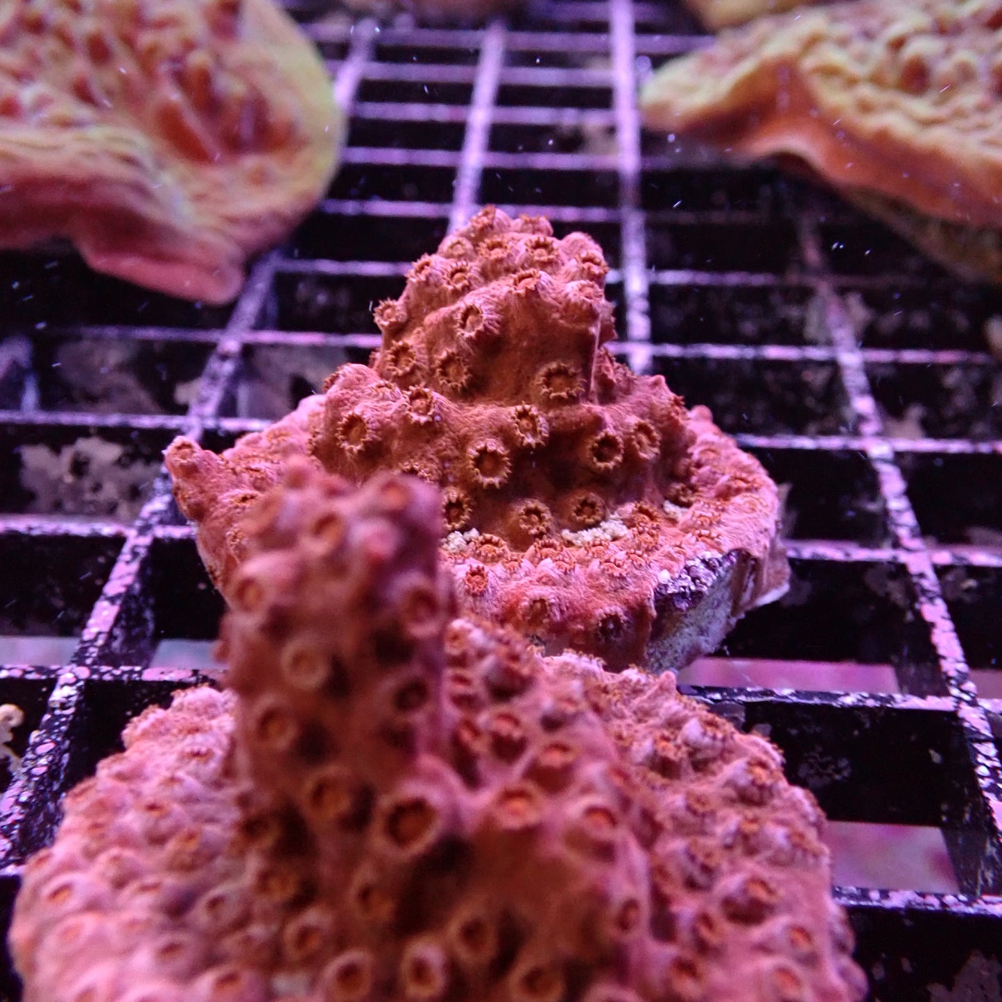 Meteor Showers (Cyphastrea sp.)