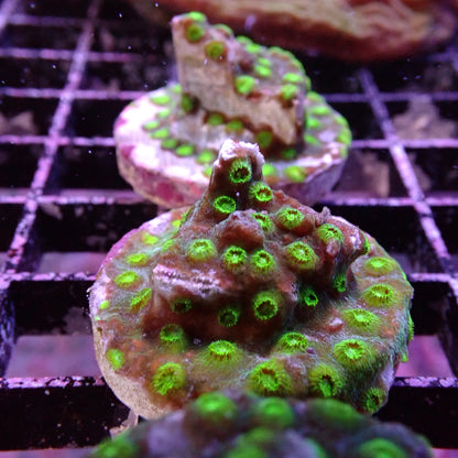 Meteor Showers (Cyphastrea sp.)