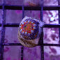 Acans (Acanthastrea/Micromussa sp.)