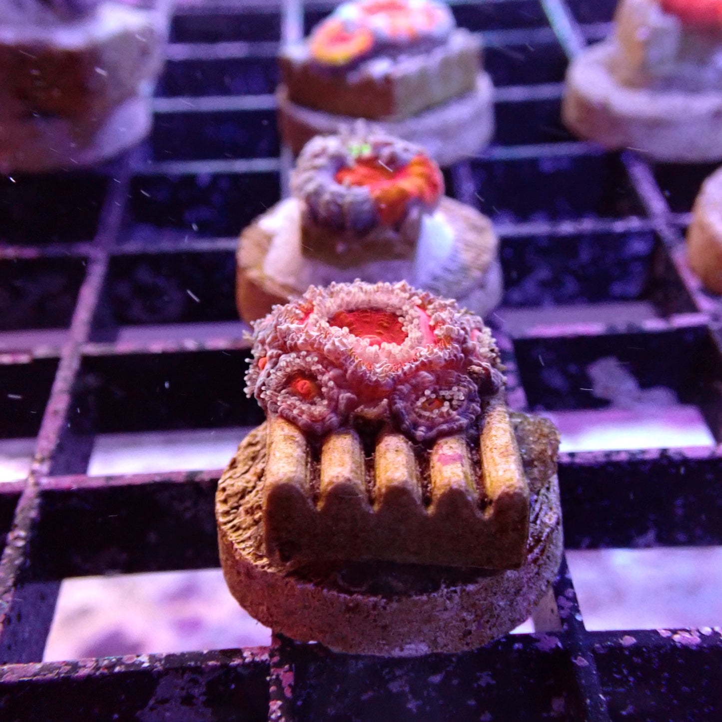 Acans (Acanthastrea/Micromussa sp.)