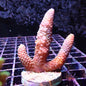 WYSIWYG Acropora Millie Multi Colour (SPS)