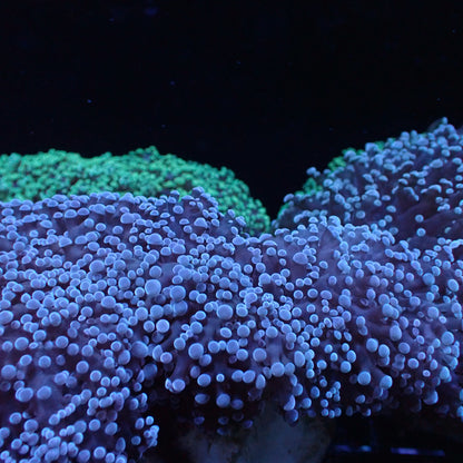 Frogspawn Corals (Euphyllia divisa)