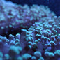 Frogspawn Corals (Euphyllia divisa)