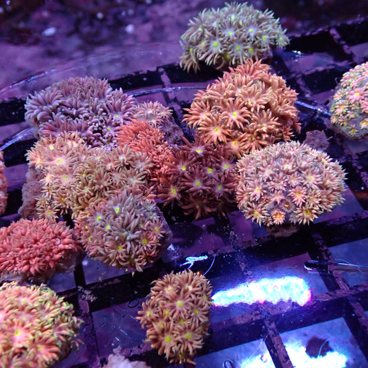 Flower Pot Corals (Goniopora, Alveopora, Bernardpora sp.)