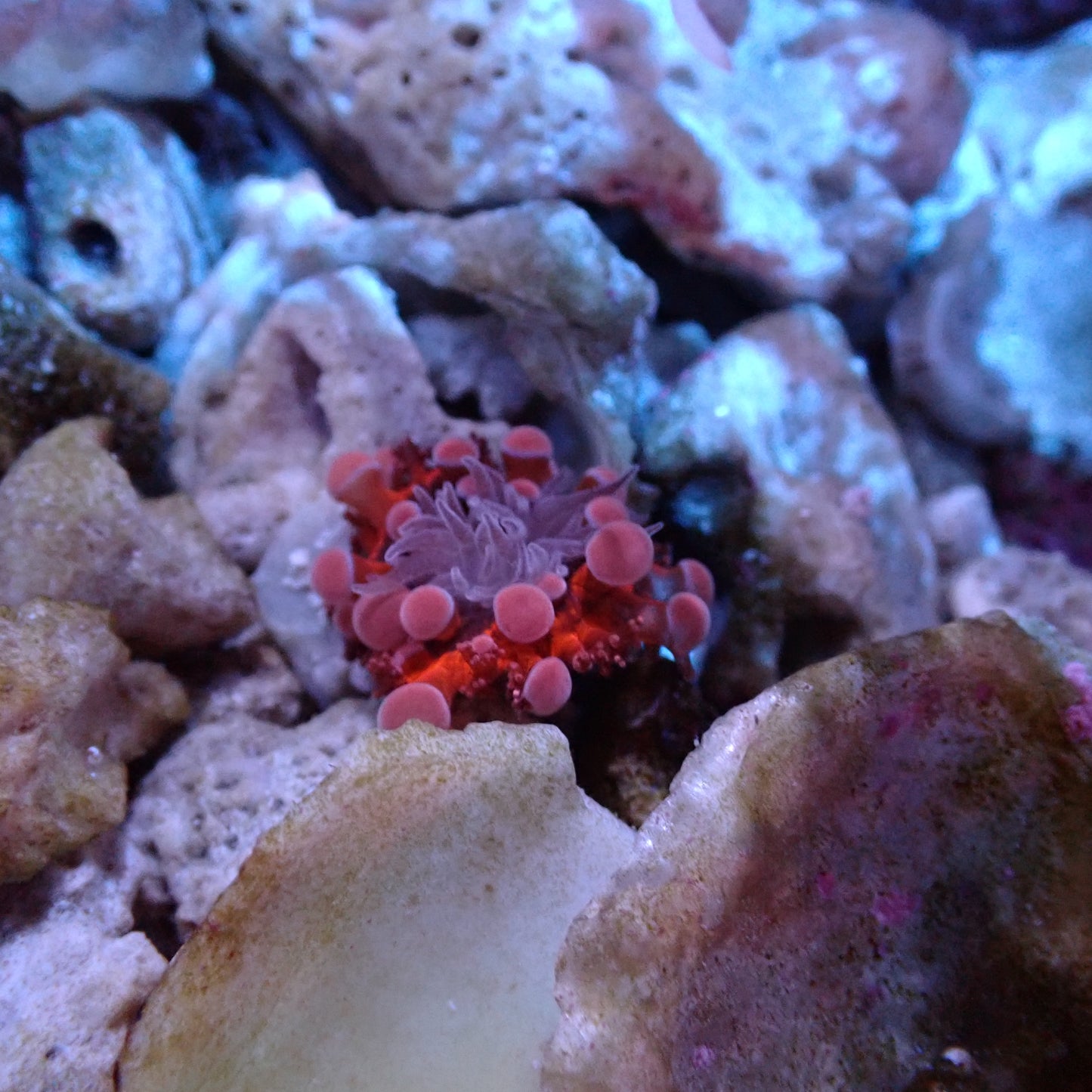 Mushroom Coral Morphs (Discosoma/Rhodactis/Ricordea sp.)