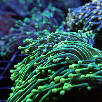 Torch Corals (Euphyllia glabrescens.)