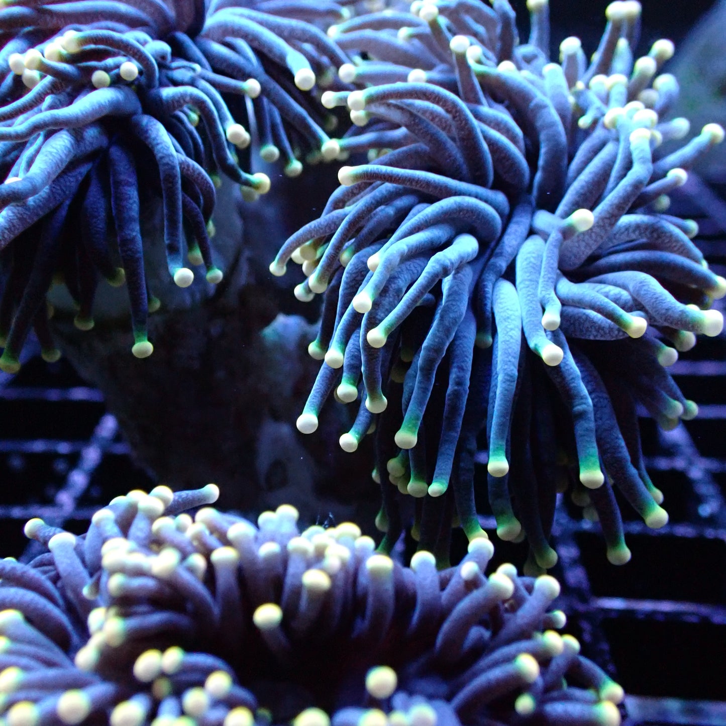 Torch Corals (Euphyllia glabrescens.)
