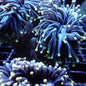 Torch Corals (Euphyllia glabrescens.)
