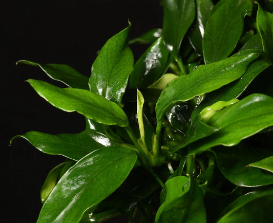 Anubias nana 'Pangolino'