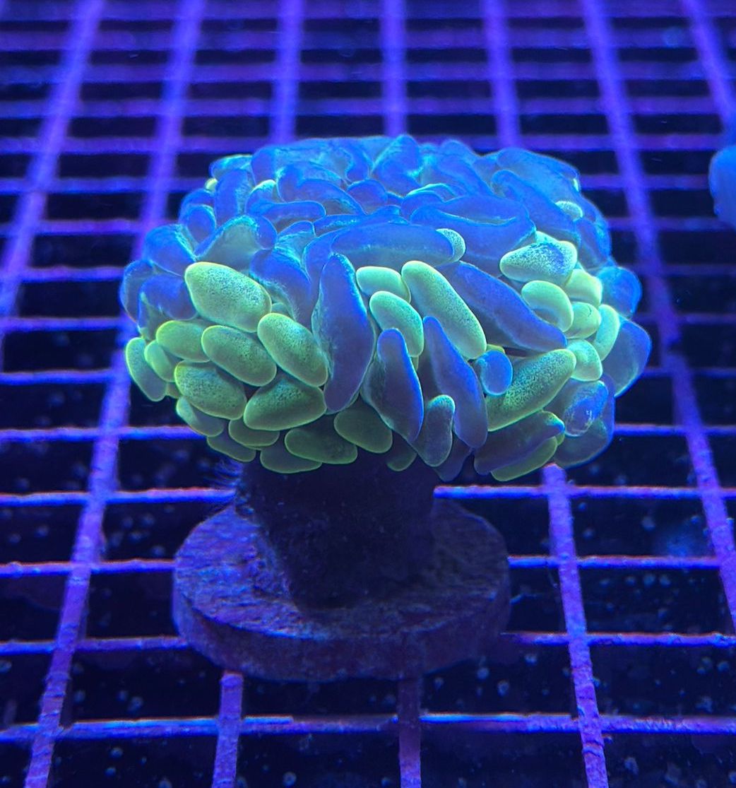 Hammer Coral - Branching (Euphyllia paraancora)