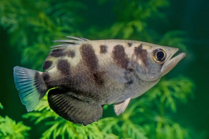 Archerfish