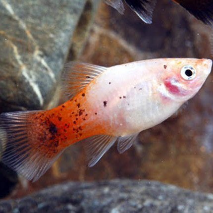 Peppermint Candy Platy