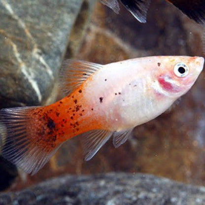 Peppermint Candy Platy