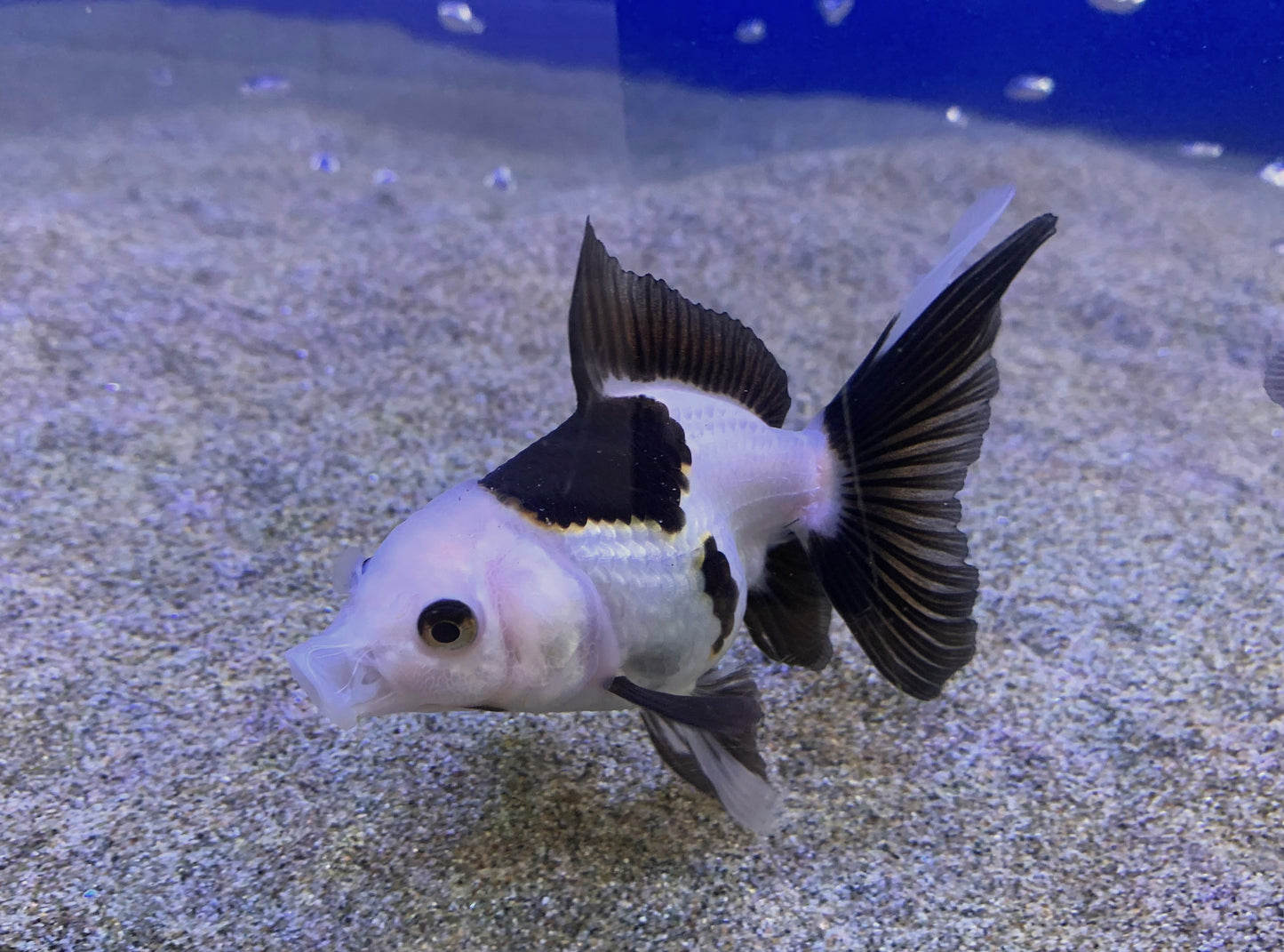 Goldfish - Panda Oranda 7cm