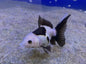 Goldfish - Panda Oranda 7cm