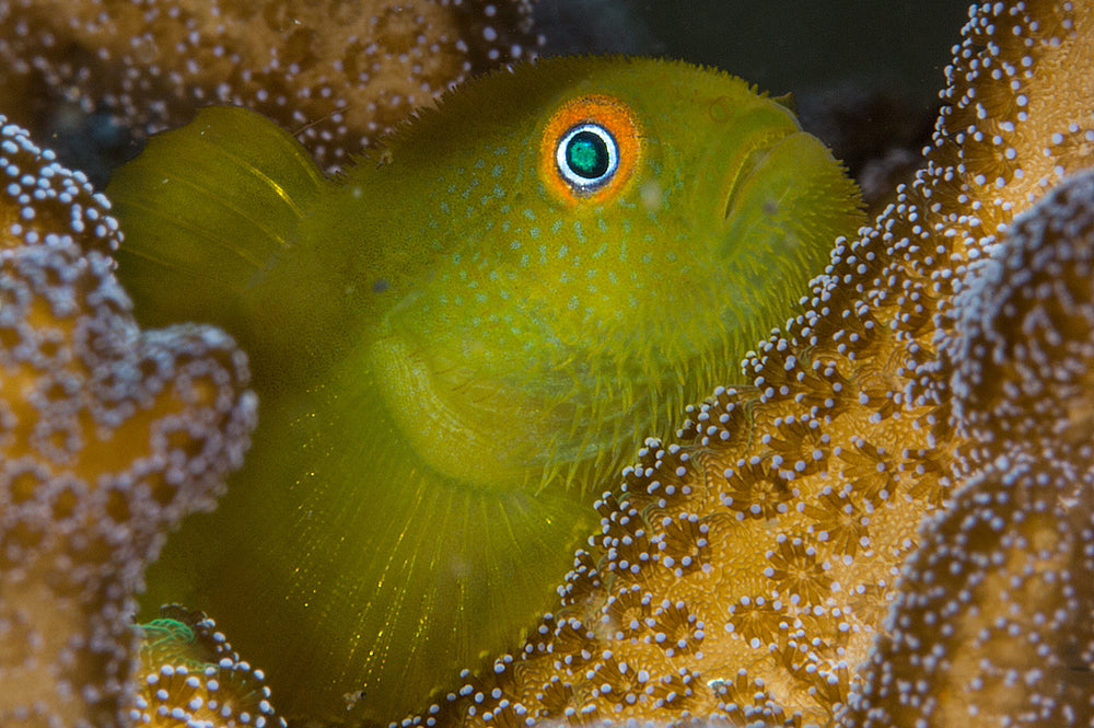 Goby Emerald Coral (Paragobiodon xanthosoma)
