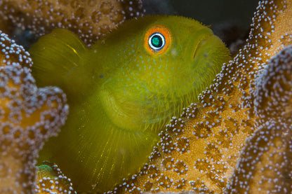 Goby Emerald Coral (Paragobiodon xanthosoma)